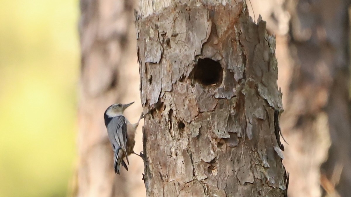 White-breasted Nuthatch - ML625267679