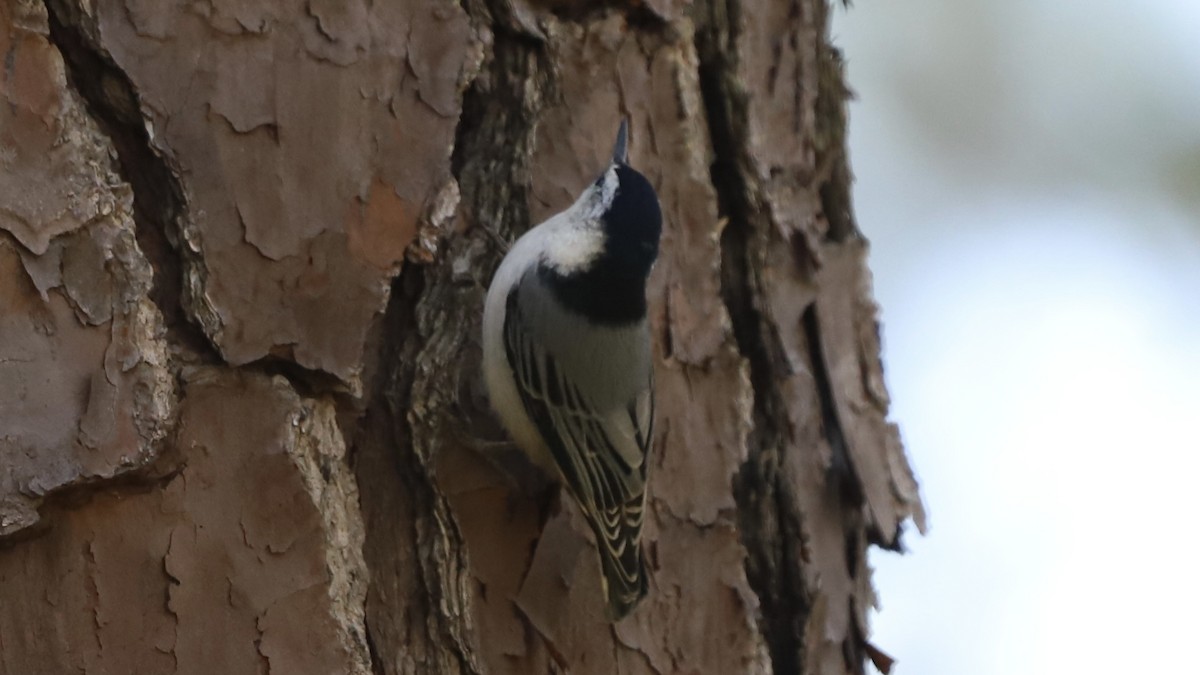 White-breasted Nuthatch - ML625267680
