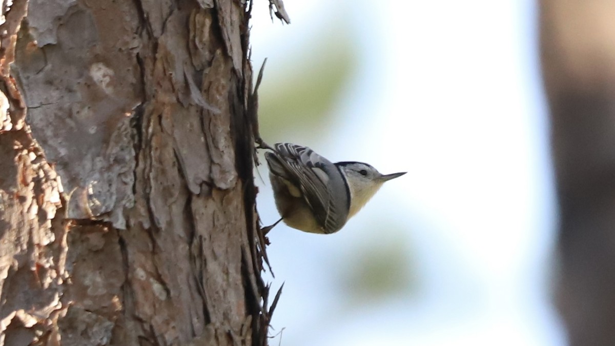 White-breasted Nuthatch - ML625267681