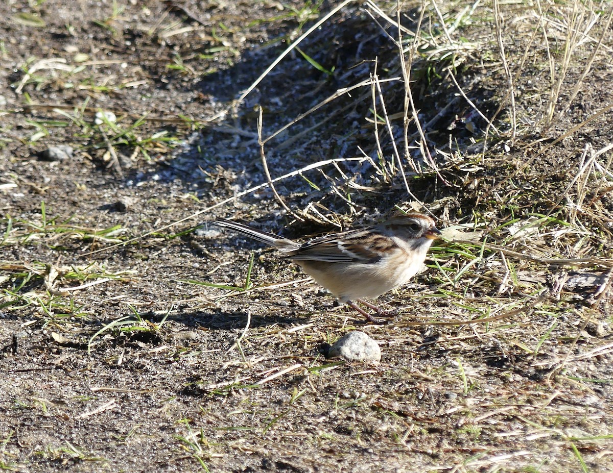 American Tree Sparrow - ML625267771