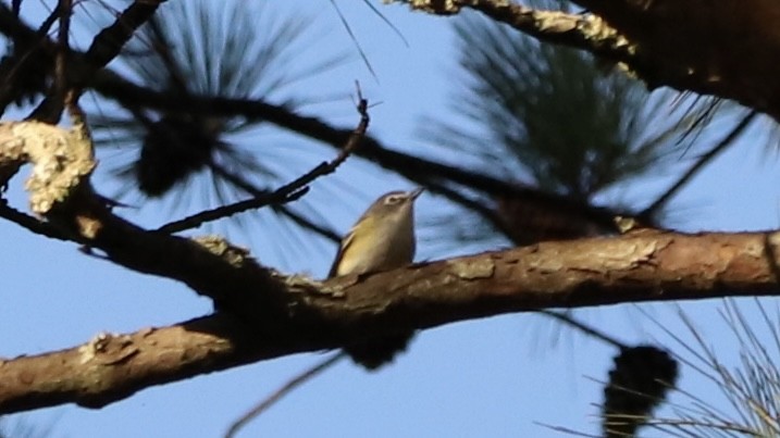 Blue-headed Vireo - ML625267779