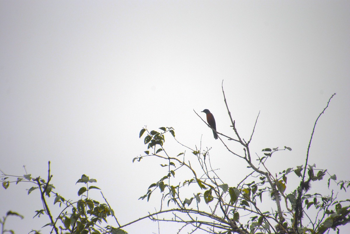 Chestnut-bellied Rock-Thrush - ML625267795