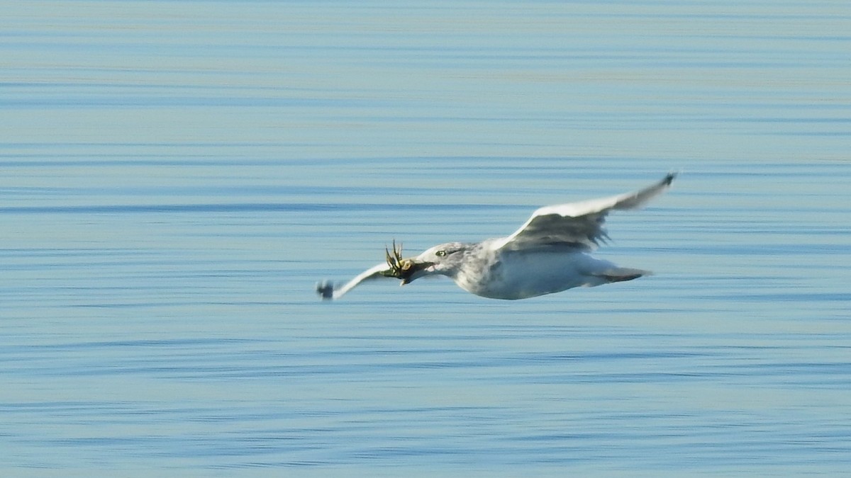 Herring Gull- - ML625267798