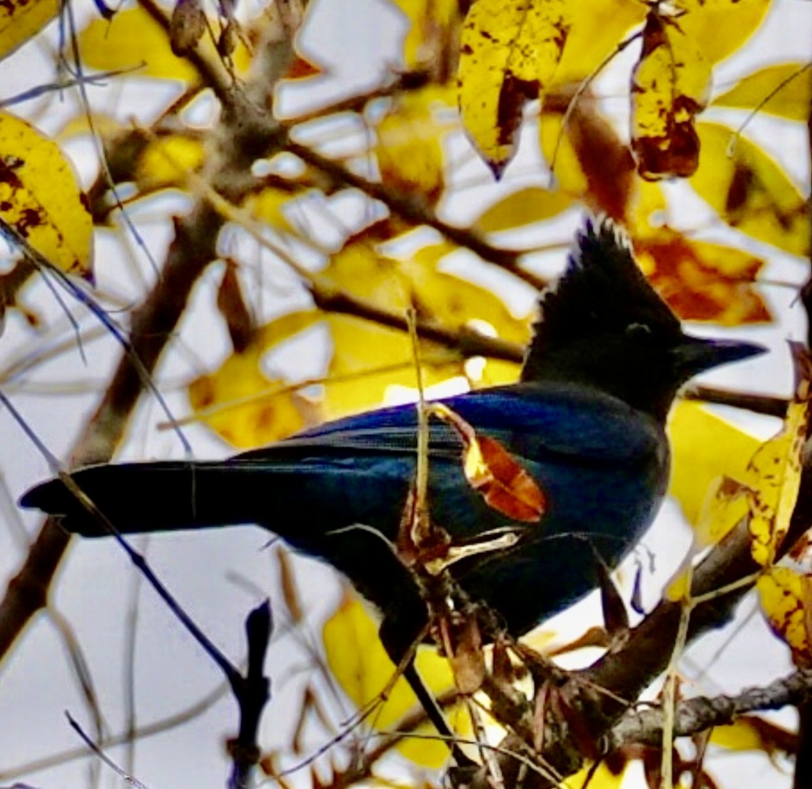 Steller's Jay - ML625267800