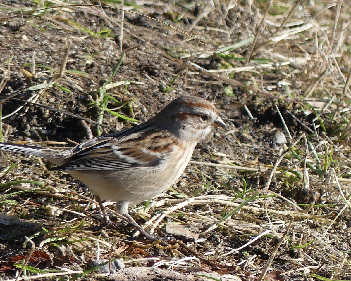 American Tree Sparrow - ML625267806