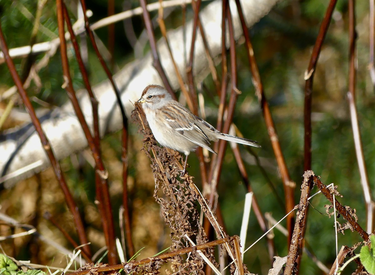 American Tree Sparrow - ML625267909