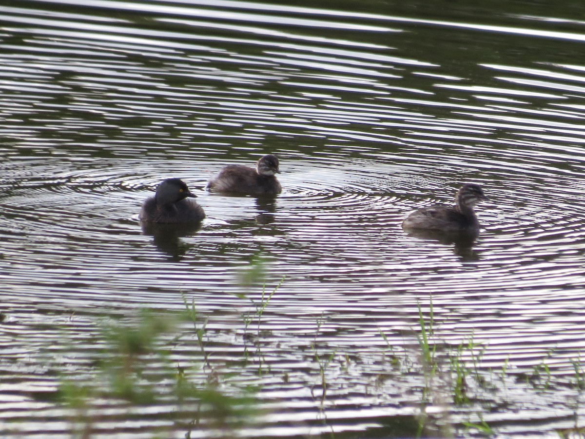 Least Grebe - ML625267912