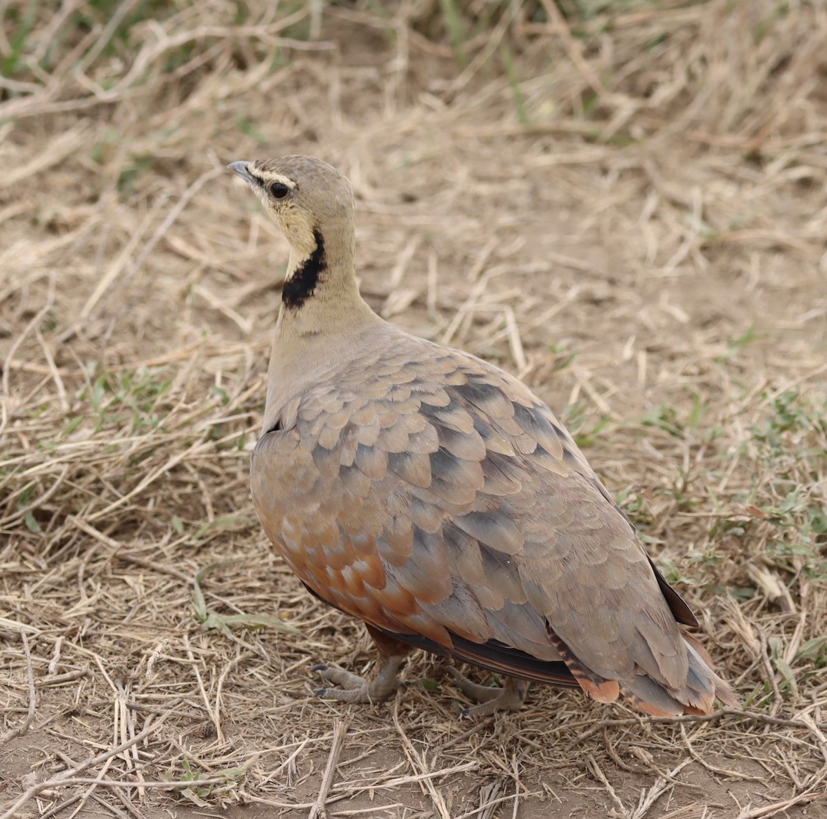 Yellow-throated Sandgrouse - ML625267957