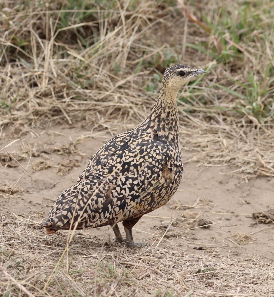 Yellow-throated Sandgrouse - ML625267958