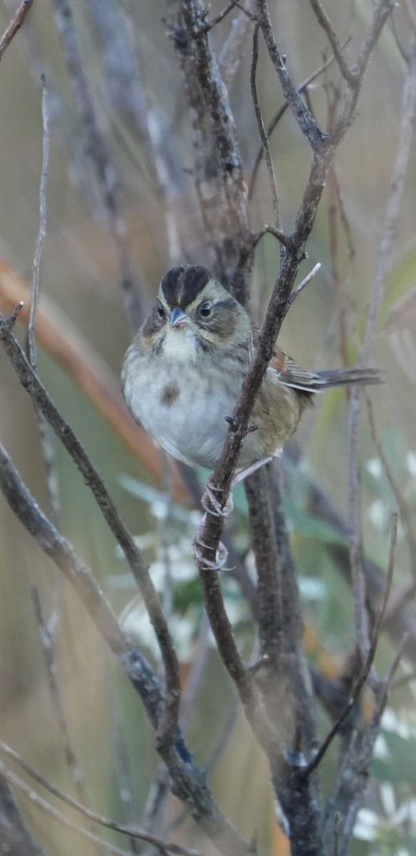 Swamp Sparrow - Rachel Wood