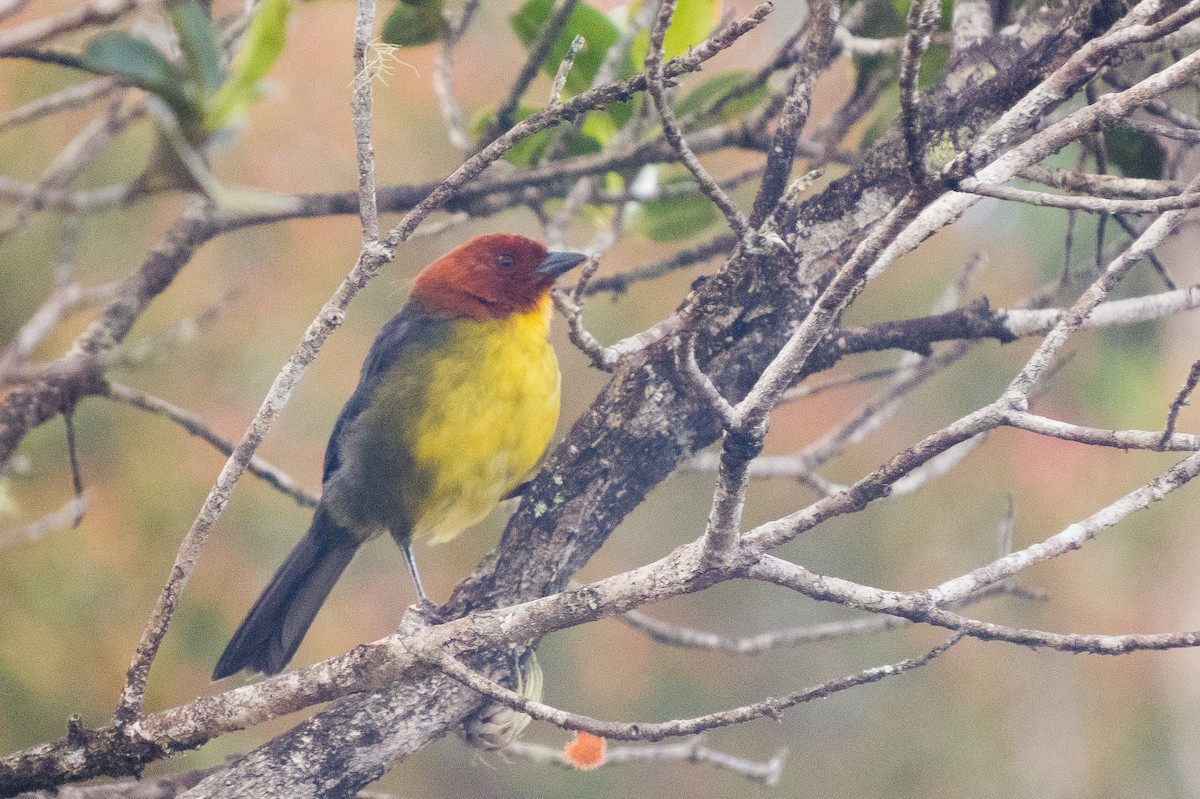 Tepui Brushfinch - ML625268050