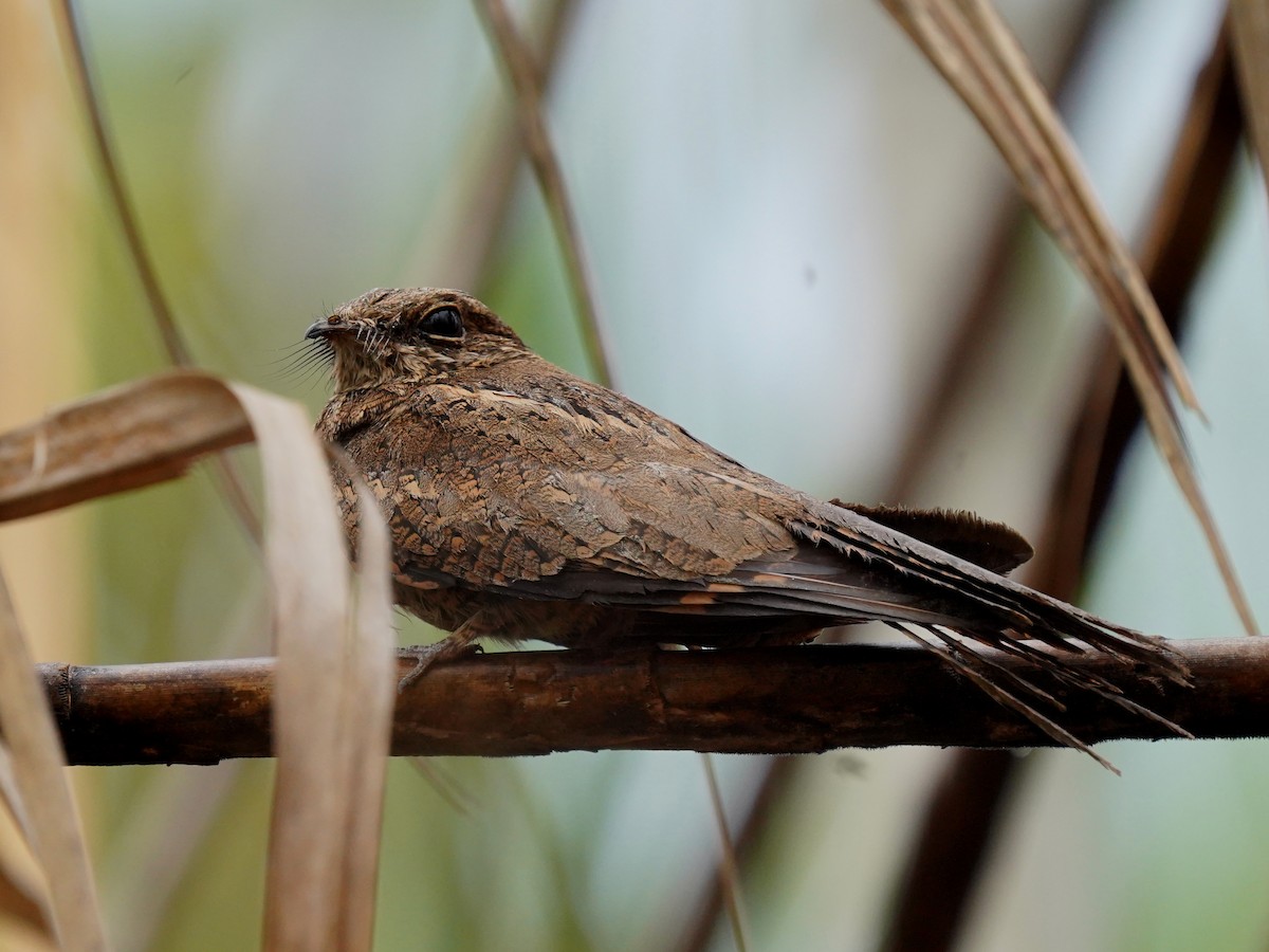 Ladder-tailed Nightjar - ML625268123