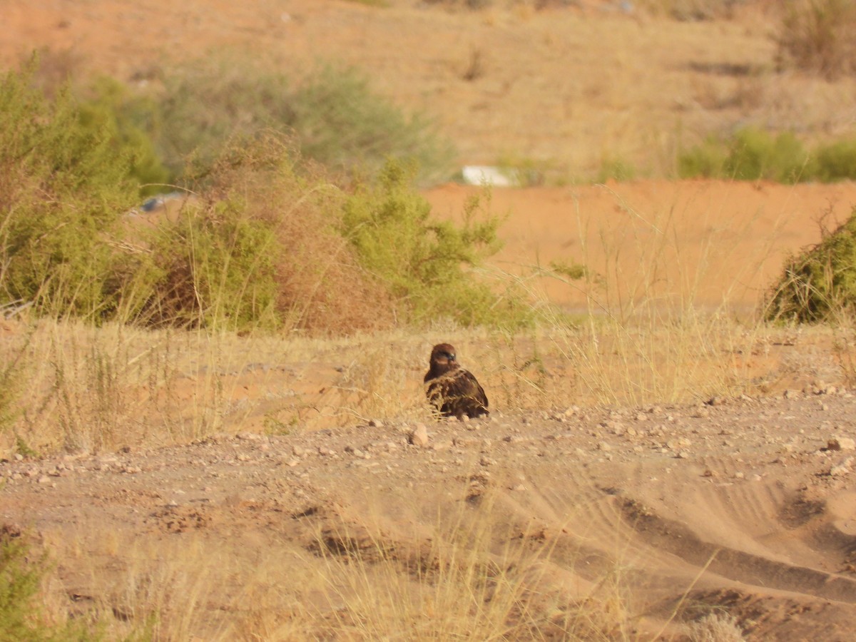 Western Marsh Harrier - ML625268180