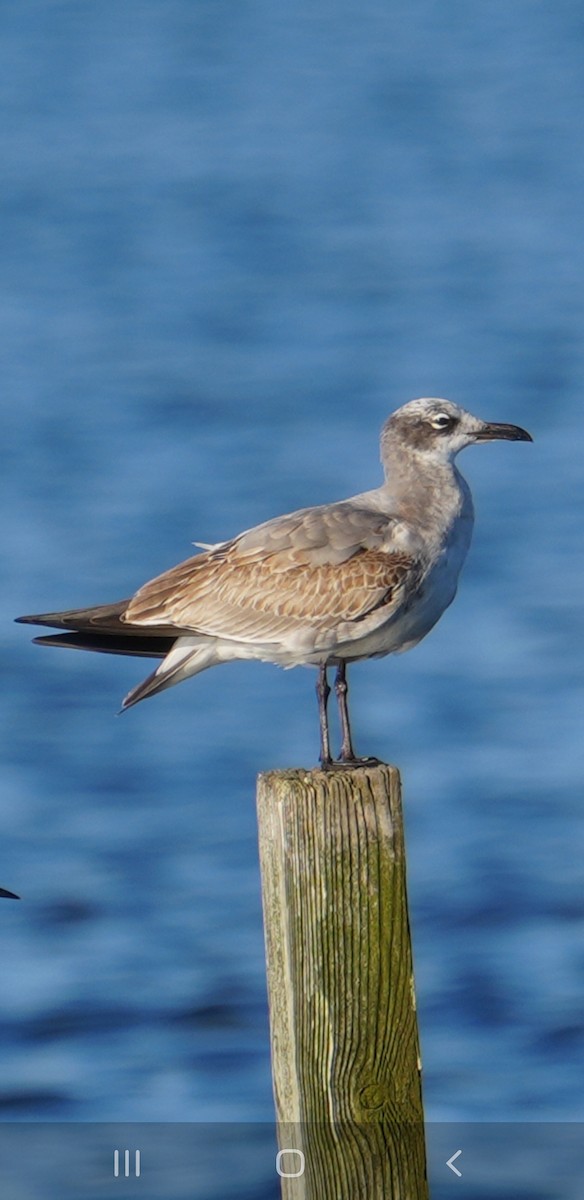 Gaviota Guanaguanare - ML625268316