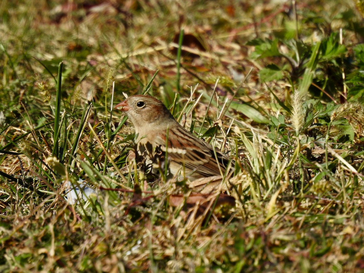 Field Sparrow - ML625268327