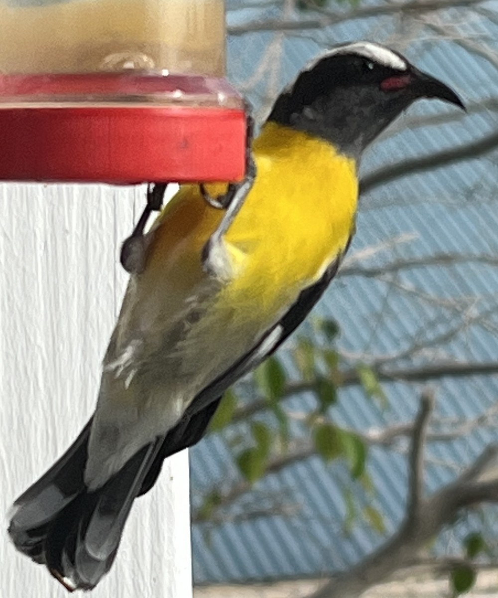 Bananaquit - ML625268337