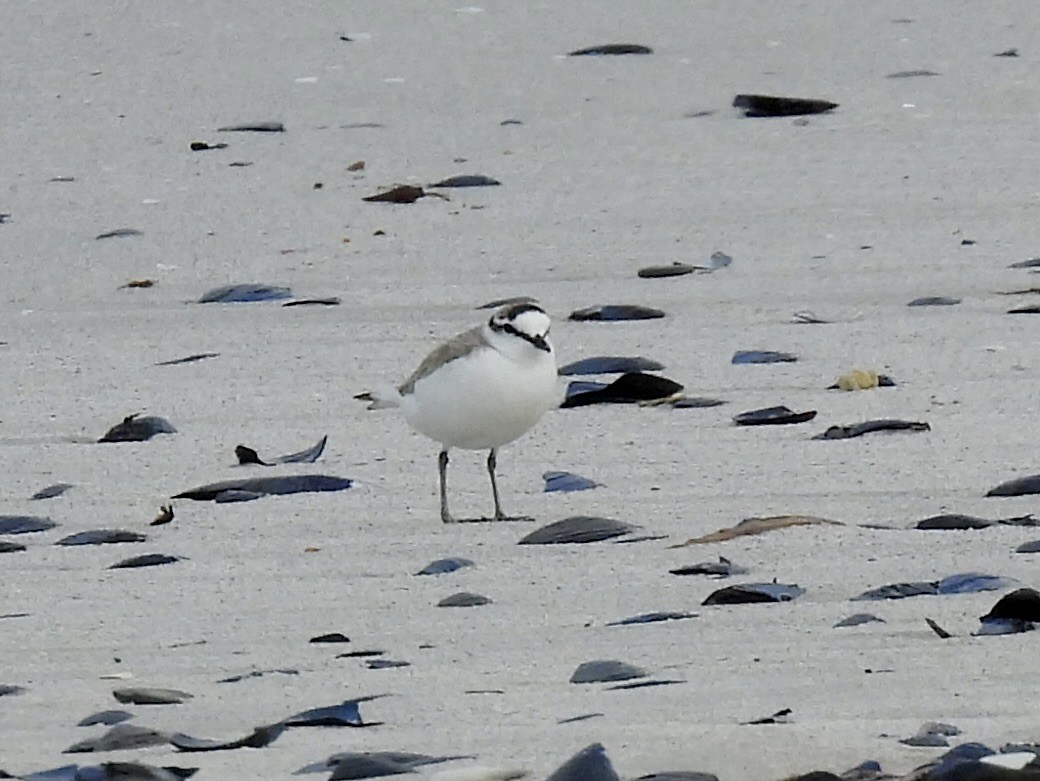 White-fronted Plover - ML625268347