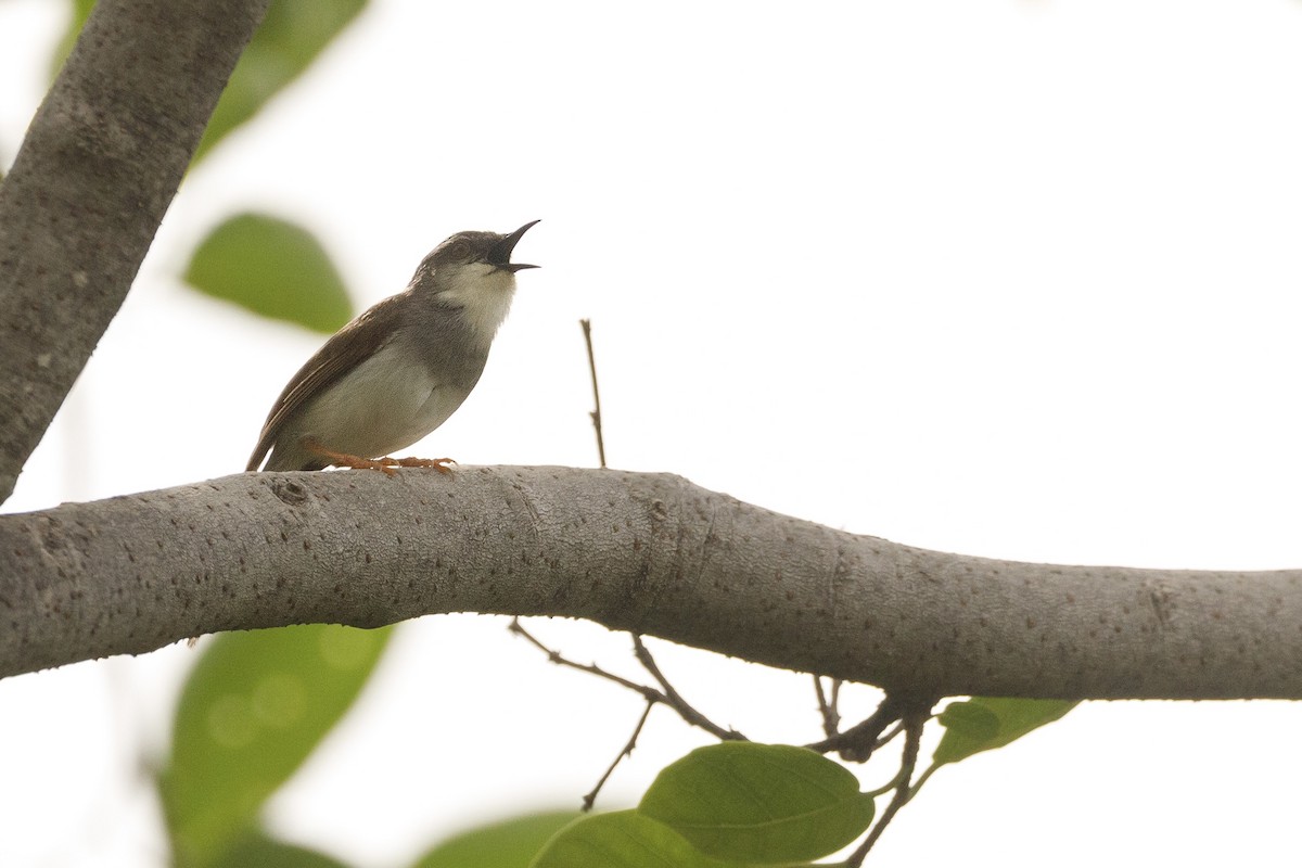 Gray-breasted Prinia - ML625268386