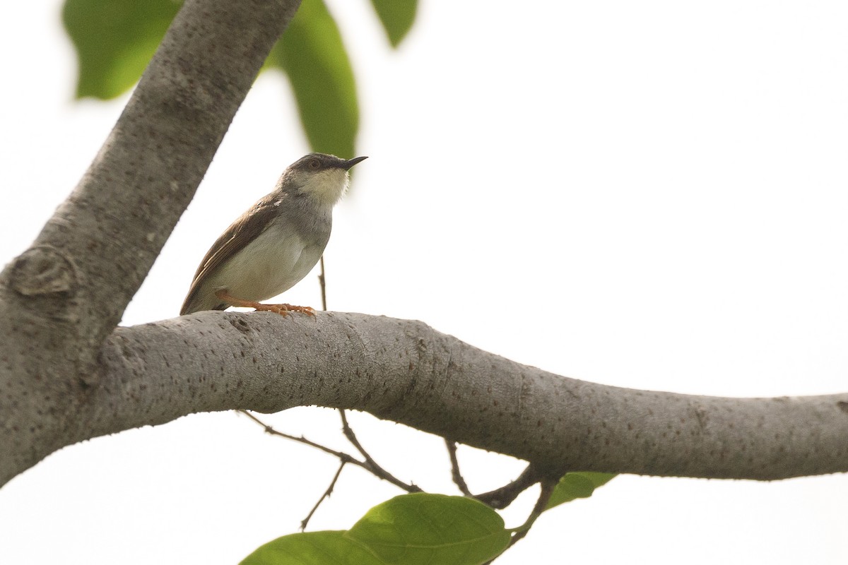 Gray-breasted Prinia - Oscar Wainwright