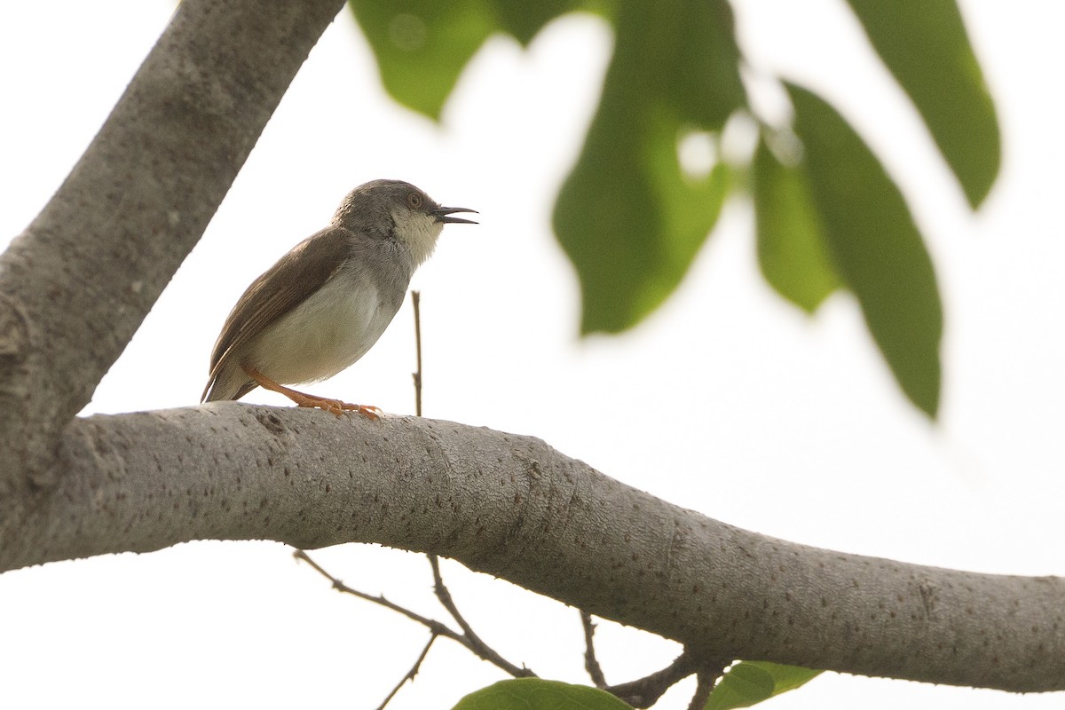 Gray-breasted Prinia - ML625268389