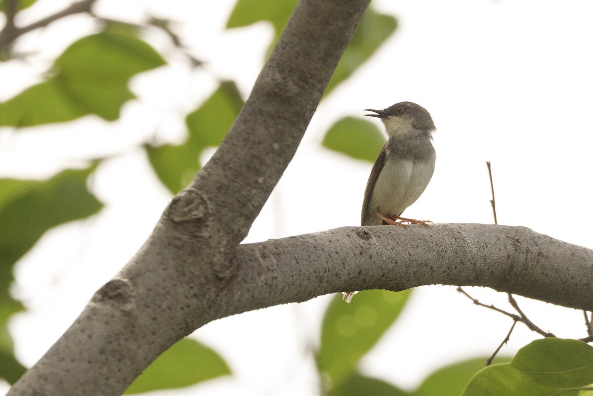 Gray-breasted Prinia - ML625268390