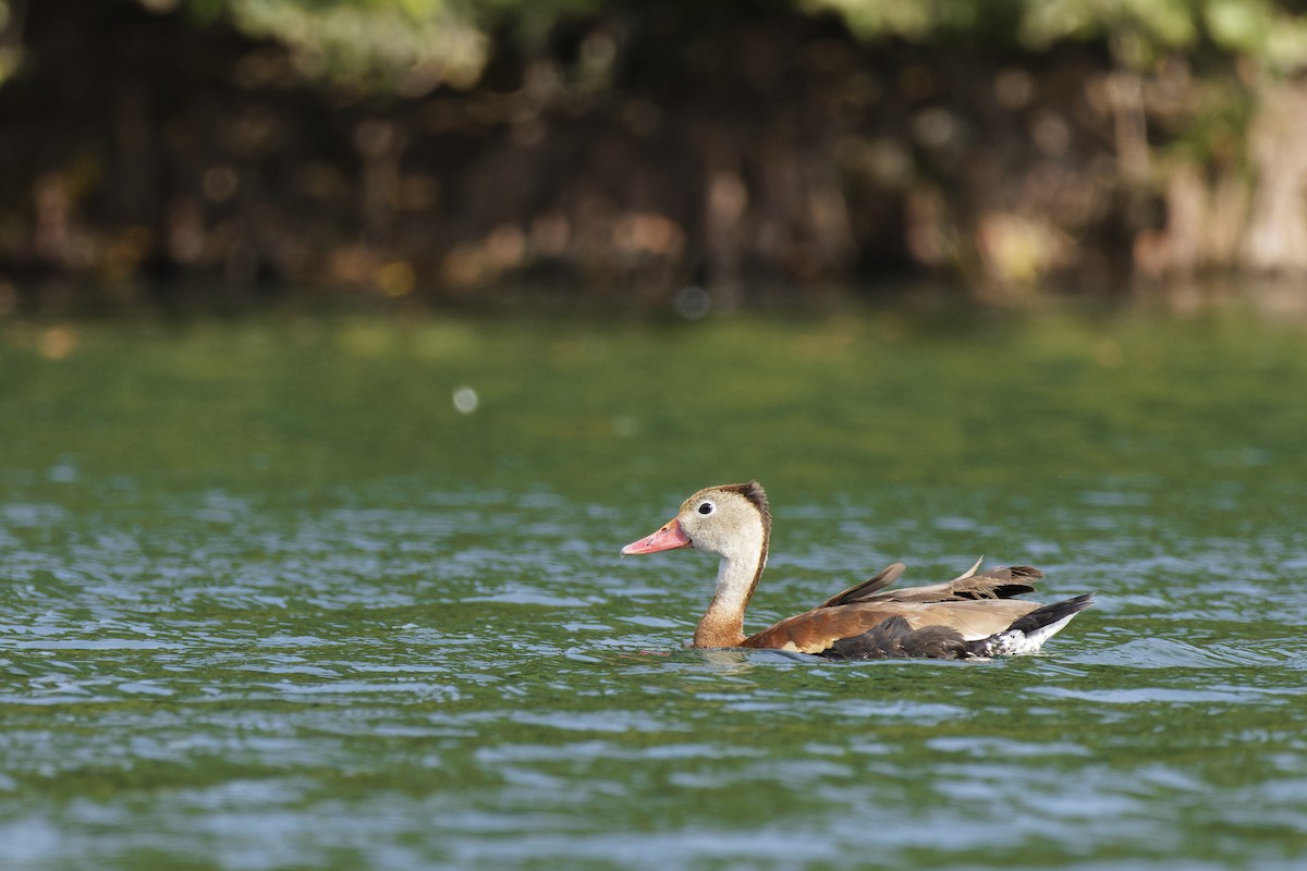 Black-bellied Whistling-Duck - ML625268415