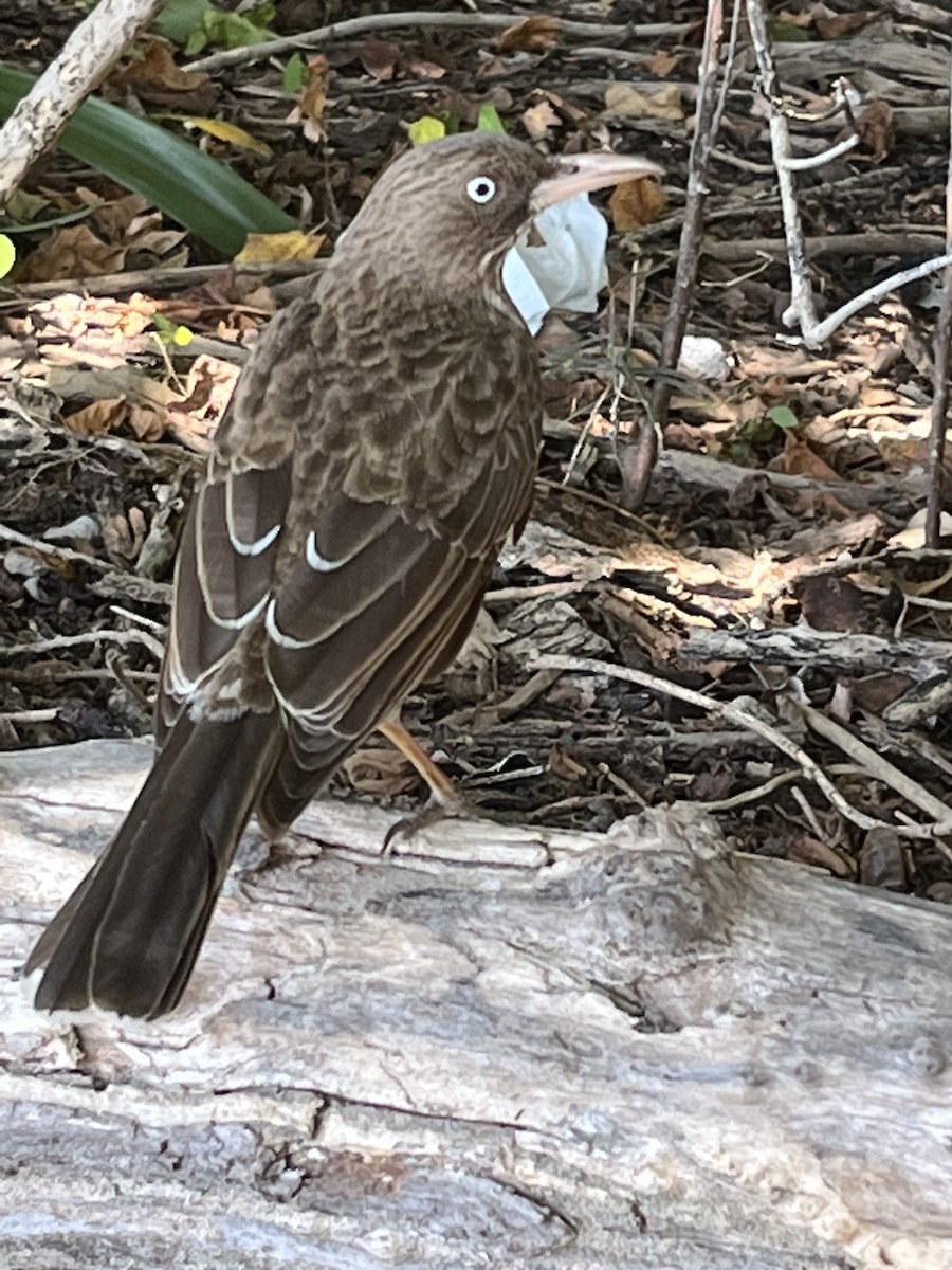 Pearly-eyed Thrasher - ML625268625