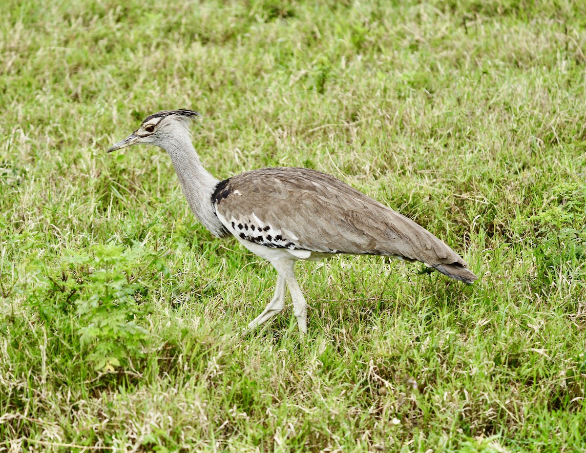 Kori Bustard - ML625268628