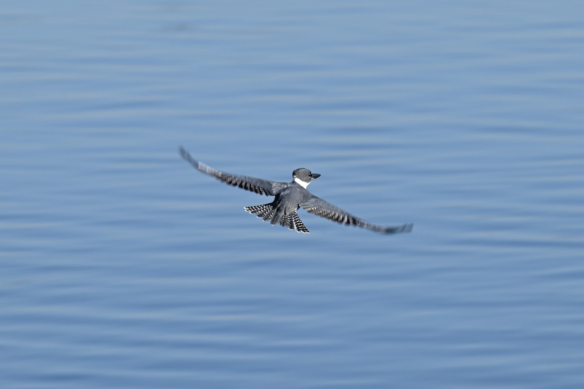 Martin-pêcheur d'Amérique - ML625268673