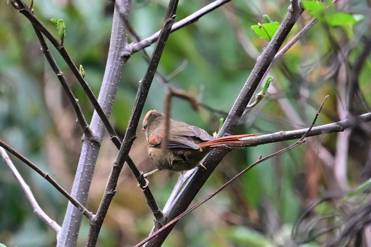 キボウシカマドドリ - ML625268709