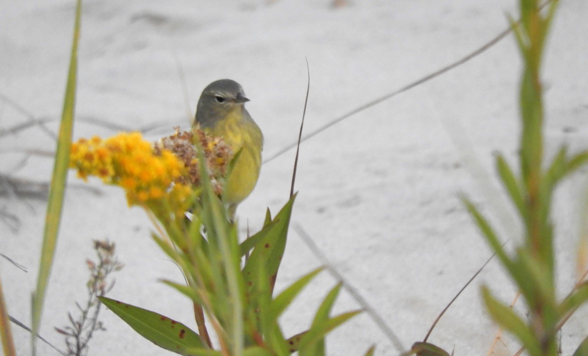 Paruline verdâtre - ML625268816