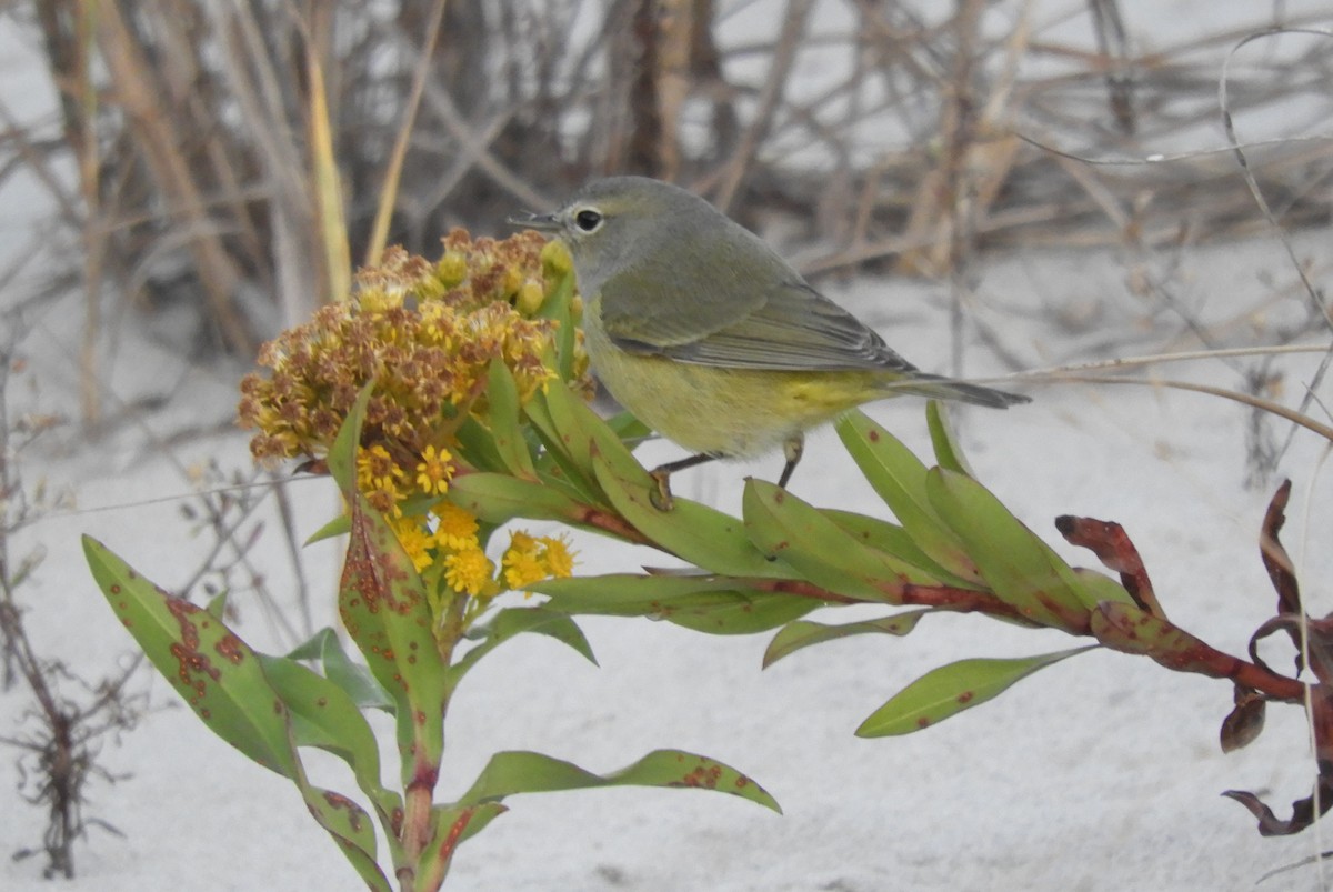 Paruline verdâtre - ML625268818