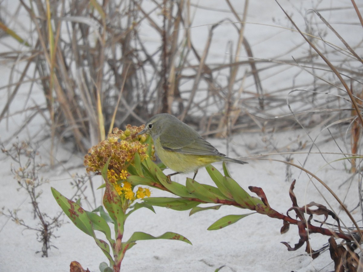 Paruline verdâtre - ML625268822