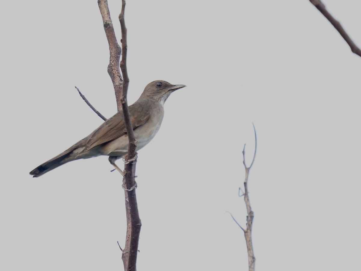 Black-billed Thrush - ML625268891