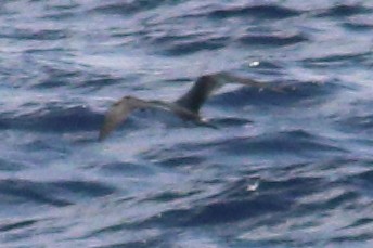 Petrel de las Juan Fernández - ML625268935