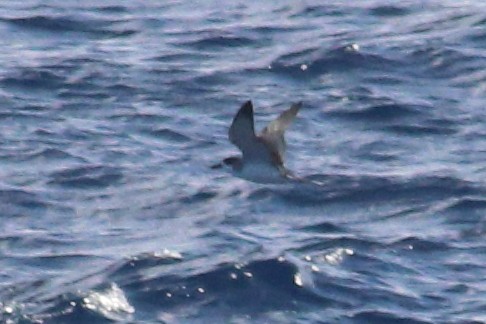 Petrel de las Juan Fernández - ML625268936