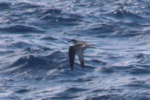 Petrel de las Juan Fernández - ML625268937