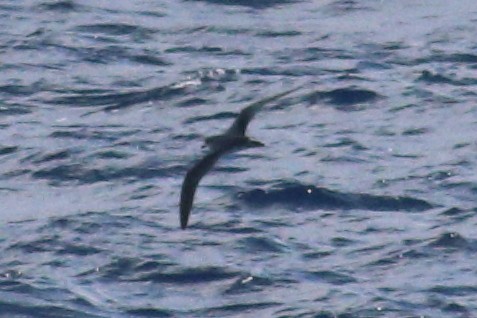 Petrel de las Juan Fernández - ML625268938