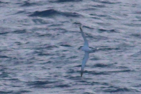 Petrel de las Juan Fernández - ML625268939