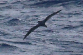 Petrel de las Juan Fernández - ML625268940