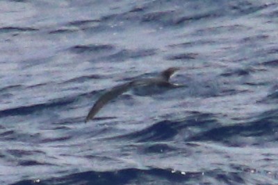 Petrel de las Juan Fernández - ML625268941