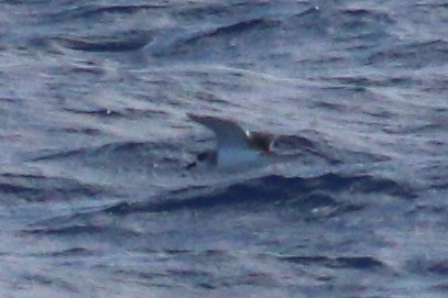 Petrel de las Juan Fernández - ML625268942