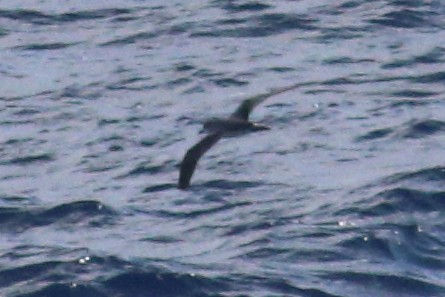 Petrel de las Juan Fernández - ML625268943