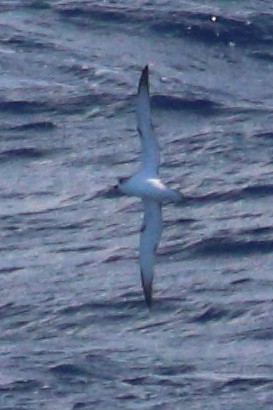 Petrel de las Juan Fernández - ML625268944