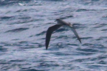 Petrel de las Juan Fernández - ML625268945