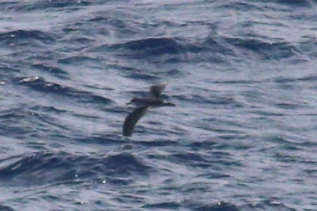 Petrel de las Juan Fernández - ML625268946