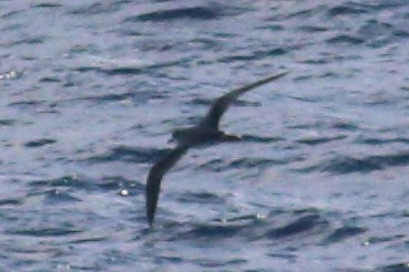 Petrel de las Juan Fernández - ML625268947