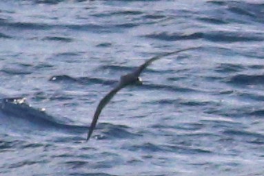 Petrel de las Juan Fernández - ML625268948