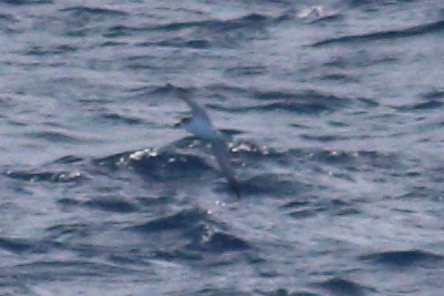 Petrel de las Juan Fernández - ML625268949