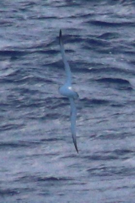 Juan Fernandez Petrel - Rémi Bigonneau